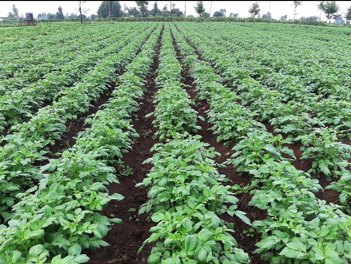 Yield Optimization