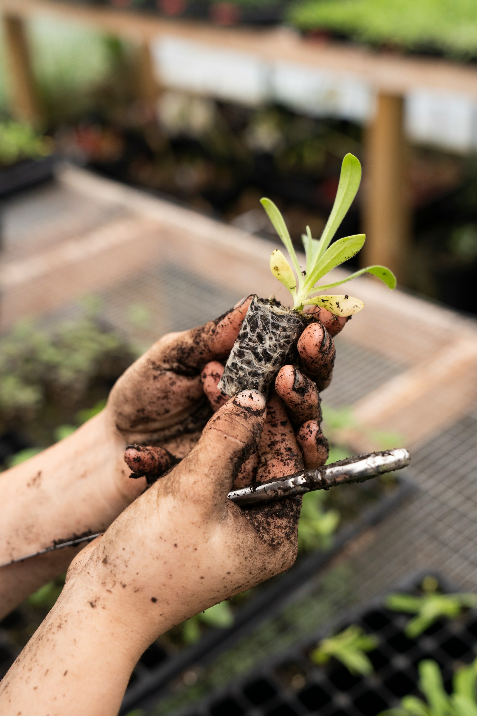 Agronomist examining soil