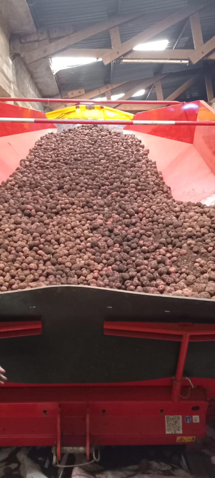 Premium potatoes on a sorting line