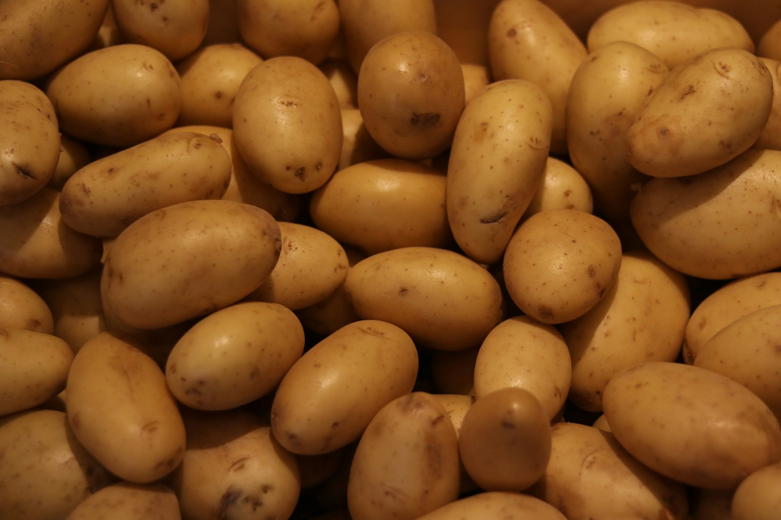 Premium potatoes on a sorting line
