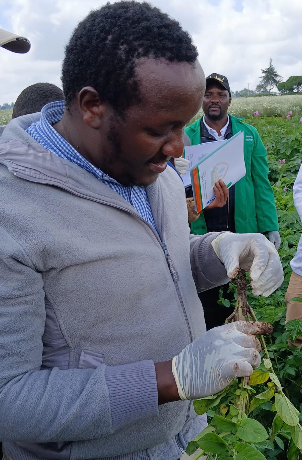 UMO lead agronomist examining a diseased potato stem at a KEPHIS field training in Narok